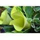 10pcs Yellow Calla Lily Bouquet  Valentines Day